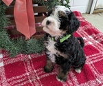 Puppy Angel Miniature Bernedoodle