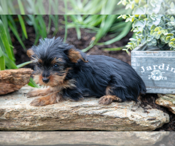 Medium Photo #5 Yorkshire Terrier Puppy For Sale in QUARRYVILLE, PA, USA
