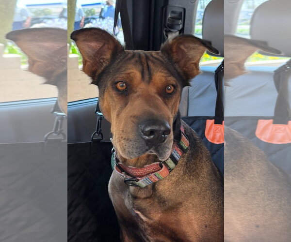 Medium Photo #3 Mutt Puppy For Sale in Menifee, CA, USA