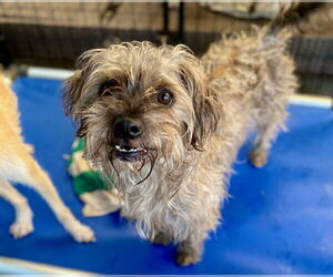 Poocan Dogs for adoption in Newport Beach, CA, USA