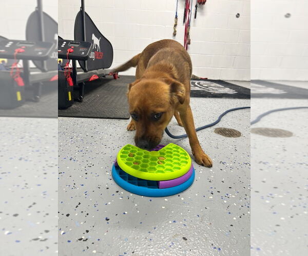 Medium Photo #3 Beagle-Unknown Mix Puppy For Sale in Pierceton , IN, USA