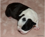 Small #11 Boston Terrier