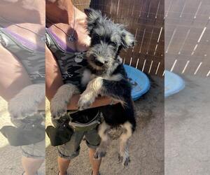 Medium German Shepherd Dog-Schnauzer (Giant) Mix