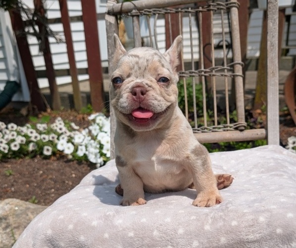 Medium Photo #35 French Bulldog Puppy For Sale in GOSHEN, IN, USA