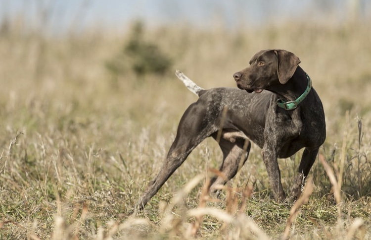 Medium Photo #1 German Shorthaired Pointer Puppy For Sale in ARLINGTON, SD, USA