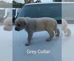Small Photo #17 Labrador Retriever Puppy For Sale in DEARBORN, MO, USA
