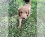 Small Photo #25 Goldendoodle Puppy For Sale in EATON RAPIDS, MI, USA