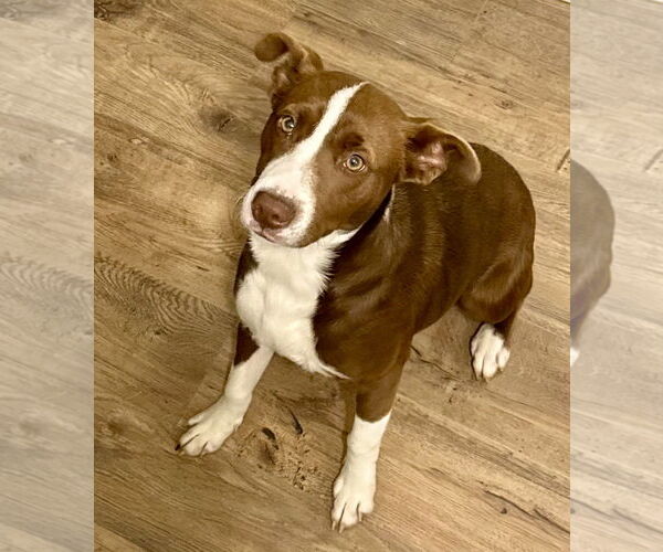 Medium Photo #18 Collie-Unknown Mix Puppy For Sale in Mount Laurel, NJ, USA