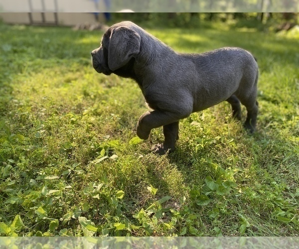 Medium Photo #3 Cane Corso Puppy For Sale in HUDSON, NH, USA