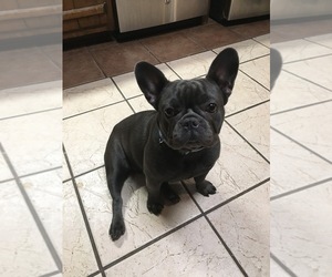 French Bulldog Puppy for Sale in KENNESAW, Georgia USA