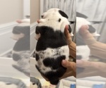 Small #9 English Bulldog