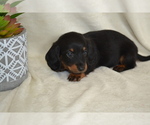 Small #4 Dachshund