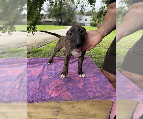 Medium Photo #4 Bull Terrier Puppy For Sale in LAND O LAKES, FL, USA