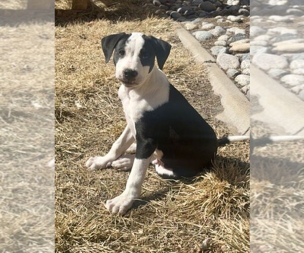 Medium Photo #5 American Staffordshire Terrier-Unknown Mix Puppy For Sale in Lakewood, CO, USA