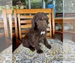 Oscar - Male Labradoodle Puppy for Sale - Photo #7