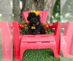 Small #2 Poodle (Toy)
