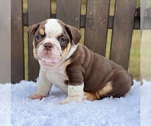 Bulldog Puppy for sale in ALTA, UT, USA