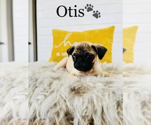 Pug Puppy for Sale in ALGOOD, Tennessee USA