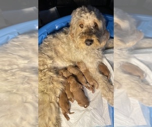 Father of the Goldendoodle puppies born on 03/01/2024