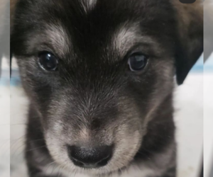 Goberian Dogs for adoption in TAUNTON, MA, USA