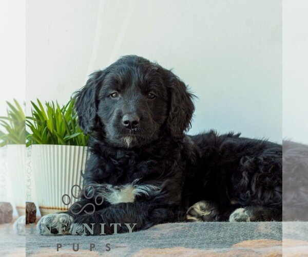 Medium Photo #3 Goldendoodle (Miniature) Puppy For Sale in LITITZ, PA, USA