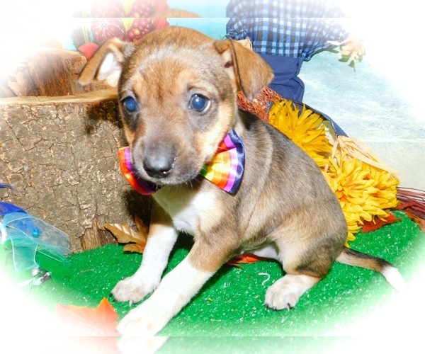 Medium Photo #3 Border-Aussie-Jack-Rat Terrier Mix Puppy For Sale in HAMMOND, IN, USA