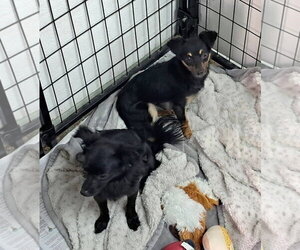 Chihuahua-Unknown Mix Dogs for adoption in Mukwonago, WI, USA