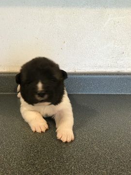 Medium Photo #1 Akita Puppy For Sale in FORT COLLINS, CO, USA