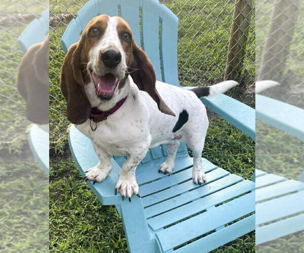 Medium Photo #1 Basset Hound Puppy For Sale in Deepwater, NJ, USA