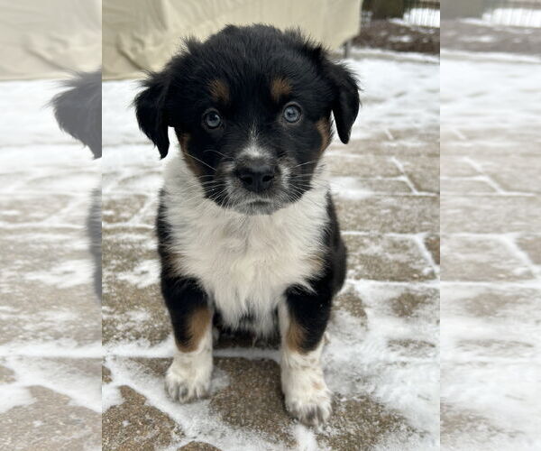 Medium Photo #2 Australian Shepherd-Unknown Mix Puppy For Sale in Plainfield, IL, USA