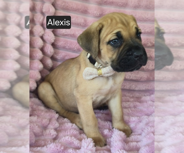 Medium Photo #4 Cane Corso Puppy For Sale in MINERAL WELLS, WV, USA