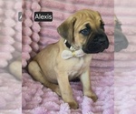 Small #3 Cane Corso