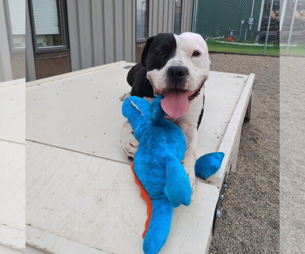Medium Photo #43 American Pit Bull Terrier-Unknown Mix Puppy For Sale in Fargo, ND, USA