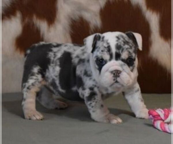 Medium Photo #5 English Bulldog Puppy For Sale in MARSHFIELD, MO, USA