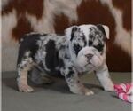 Small #4 English Bulldog