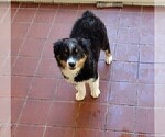 Small Photo #12 Australian Shepherd Puppy For Sale in LA MIRADA, CA, USA