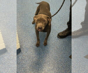 Mutt Dogs for adoption in Tarboro, NC, USA