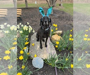 Stanley Martin Steele - Male Plott Hound-Weimaraner Mix Dog for Adoption - Photo #16