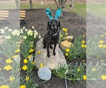 Small #15 Plott Hound-Weimaraner Mix