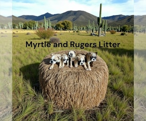 Boston Terrier Puppy for sale in EWING, KY, USA