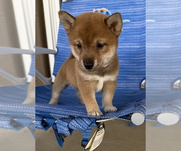 Medium Photo #1 Shiba Inu Puppy For Sale in MURRIETA, CA, USA