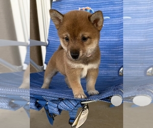 Medium Shiba Inu
