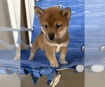 Puppy Pink Boy Shiba Inu