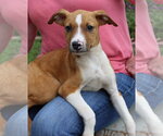 Small #2 Labrador Retriever Mix
