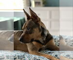 Small #6 Mutt