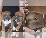 Puppy Smut tri girls American Bully