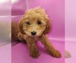 Small #5 Poodle (Miniature)