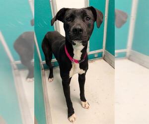 Mutt Dogs for adoption in Oklahoma City, OK, USA