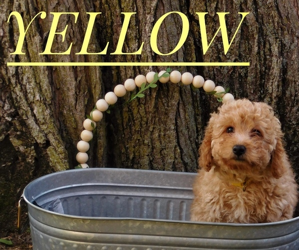 Medium Photo #2 Goldendoodle mix (+ Poodle Miniature) Puppy For Sale in MOORESVILLE, IN, USA
