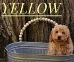 Small Photo #9 Goldendoodle mix (+ Poodle Miniature) Puppy For Sale in MOORESVILLE, IN, USA